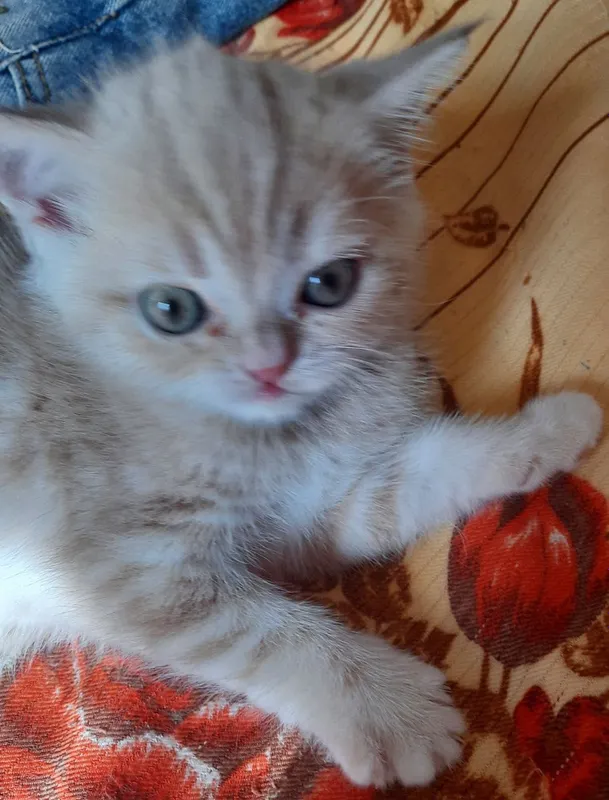 Котята Скоттиш-страйт — фото 4