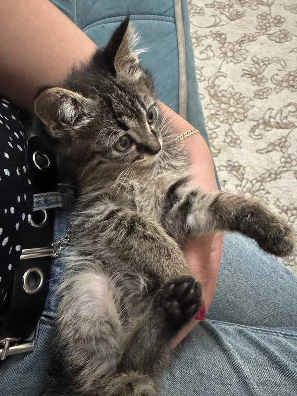 Милые, игривые котята!