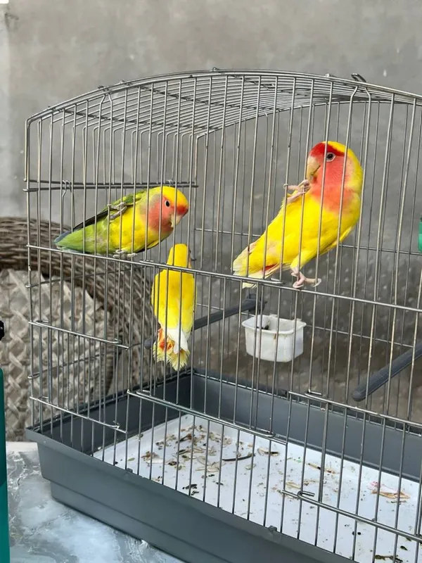 To’tila sotiladi qafasi bilan 1