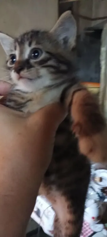 Котята ищут семью 4 Котята ищут семью 4