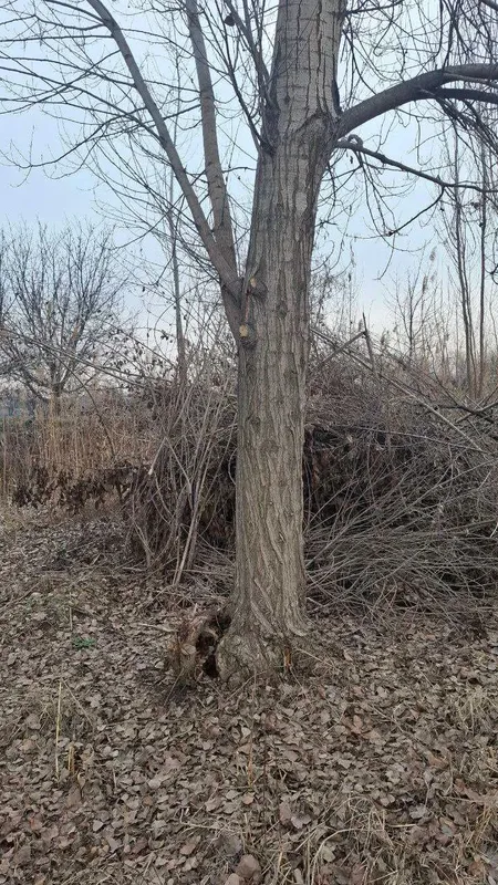 Тераклар 60-65 штук