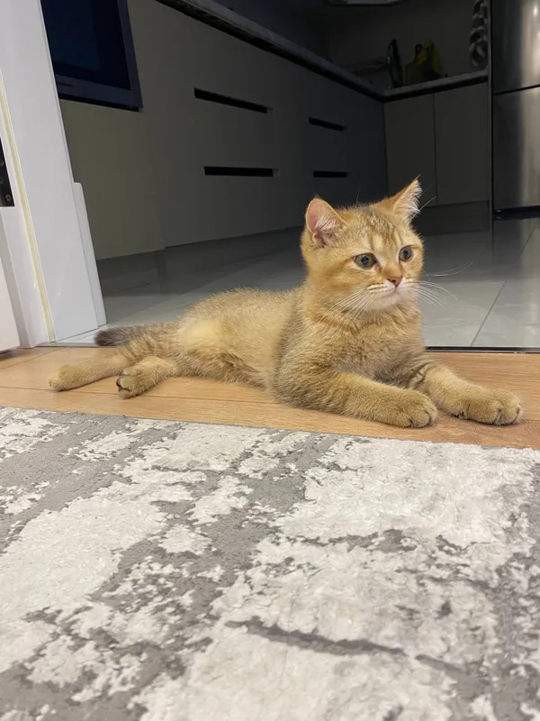 Котёнок 4 Котёнок 4