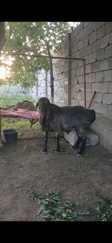 Арашан эдилбай гибрид