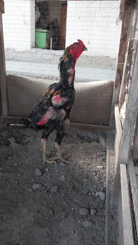 Xoroz sotiladi tulovda