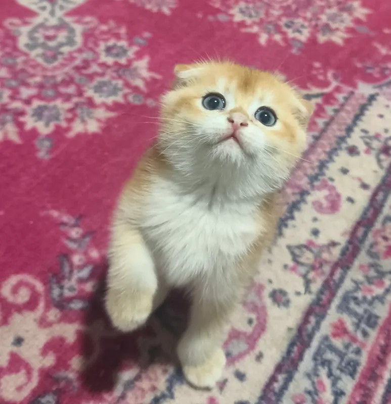 Mushukcha Mushukcha