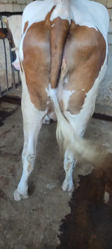 Mol sotiladi.bòģoz 3 Mol sotiladi.bòģoz 3