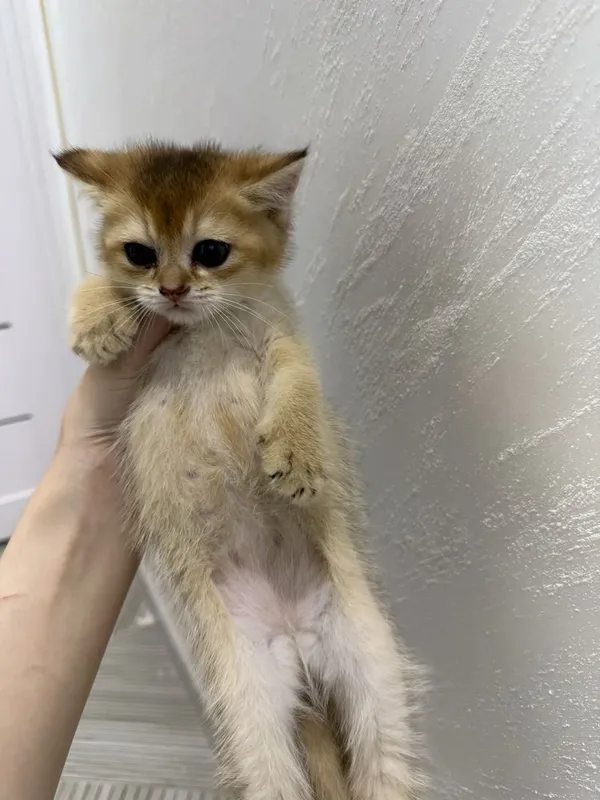 Шотландские котята — фото 1