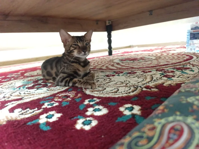 Продаётся бенгальская кошка