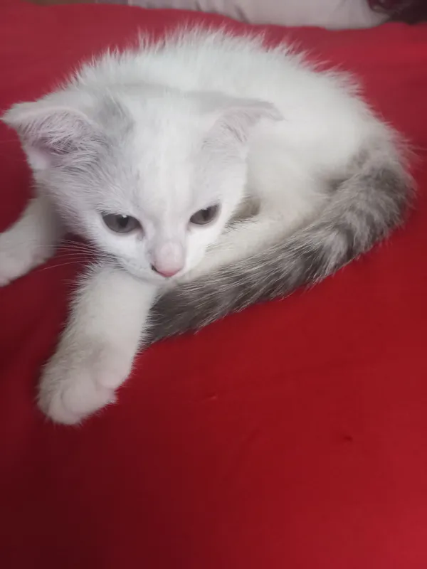 кошка 3