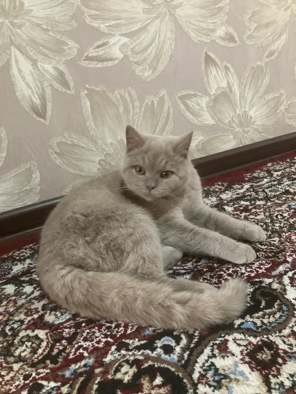 Продаётся кошка 1