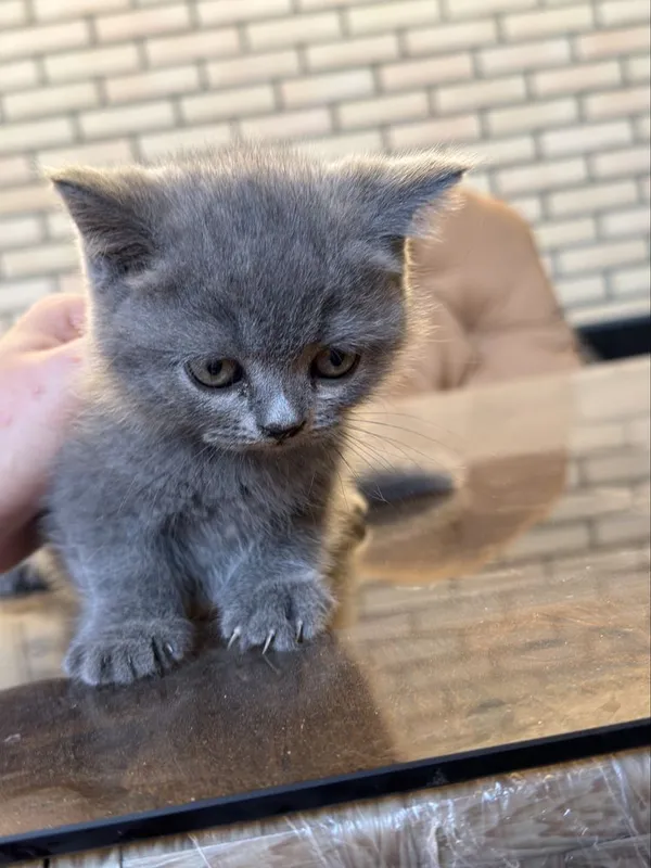Продаются котята! 3 Продаются котята! 3