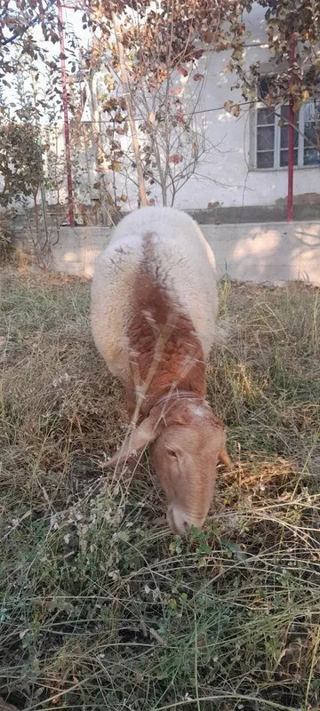 Arashan qõchqor sotiladi srochna — фото 2