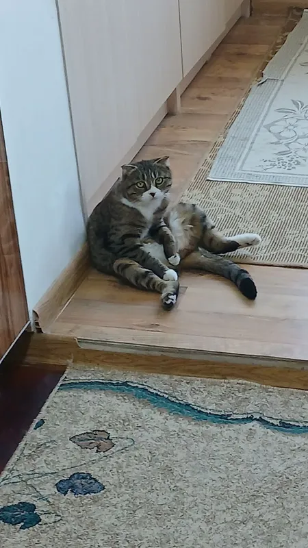 мушугим 2 мушугим 2