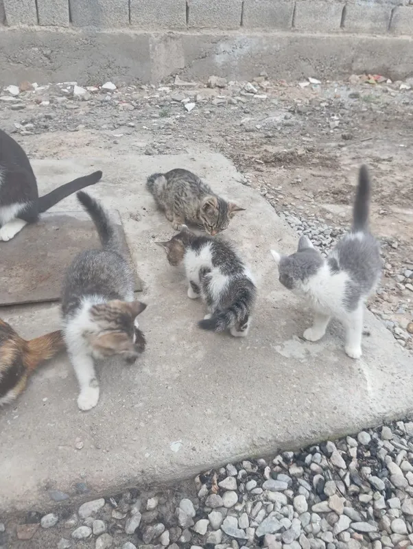 Котята в добрые руки. — фото 2