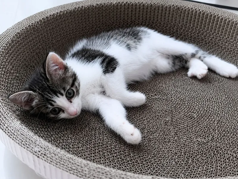 Отдаём котенка бесплатно 2 Отдаём котенка бесплатно 2