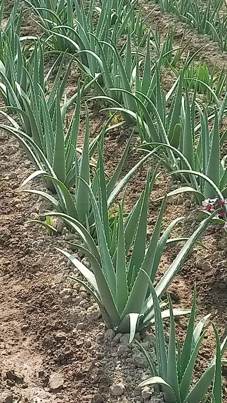 Aloe vera 2
