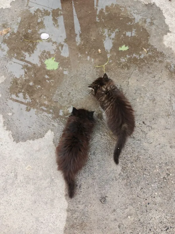 Mushukchalar sotiladi 1 ta qiz 1 ta oʻgʻil — фото 5