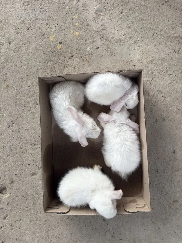 Quyon karlik sotiladi 4 Quyon karlik sotiladi 4