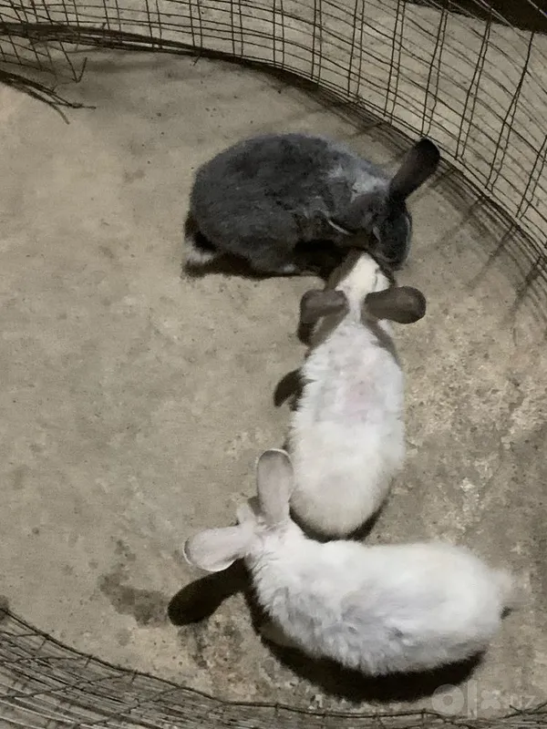 2 tasi ogil 1 tasi qiz 2 2 tasi ogil 1 tasi qiz 2