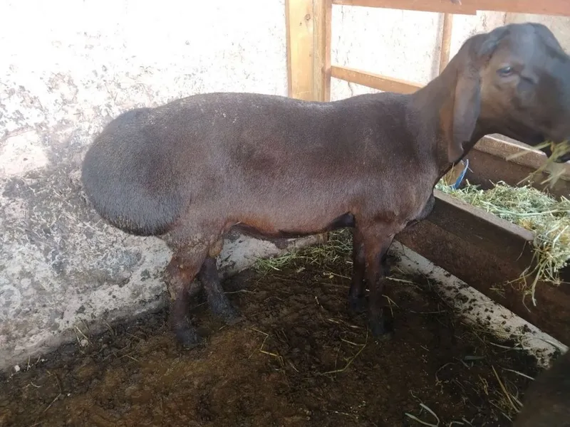 Qurbonlika Qochqorla sotiladi