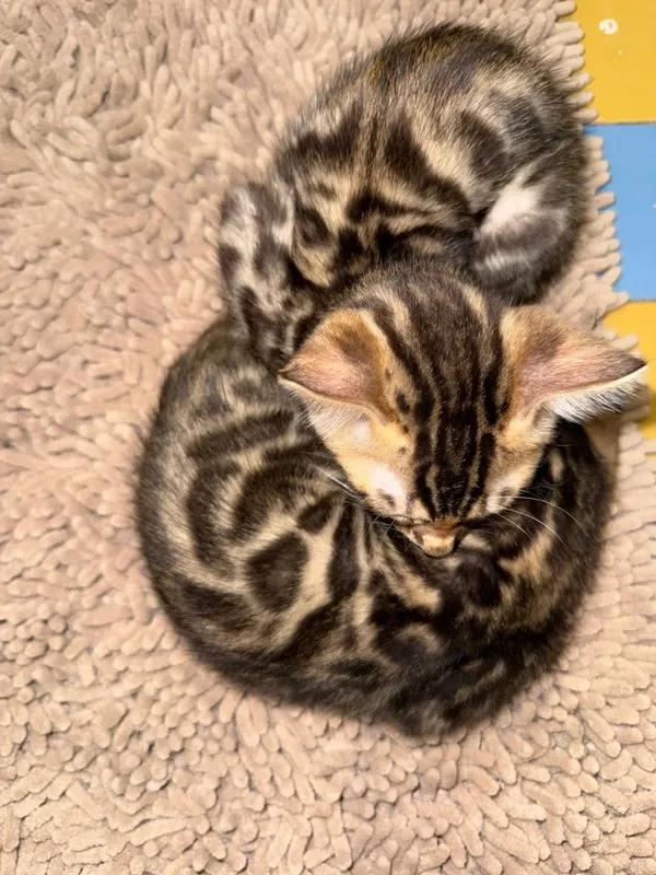 Срочно продается бенгальские котята — фото 2