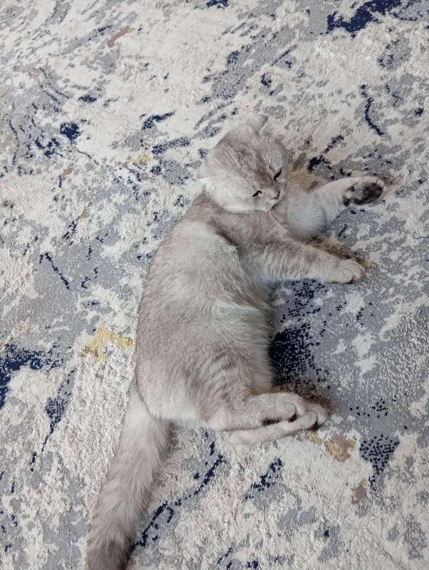 Породистый котёнок 4