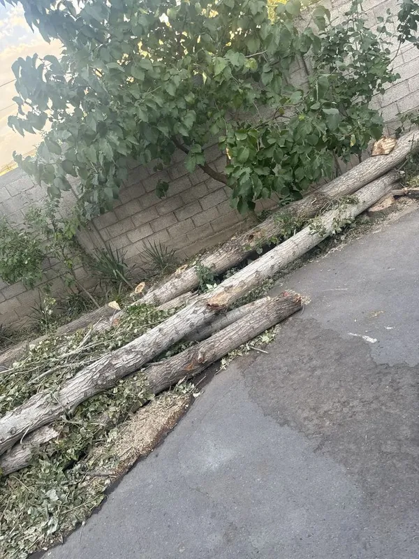 Кесилган тераклар срезанные березы 1 Кесилган тераклар срезанные березы 1