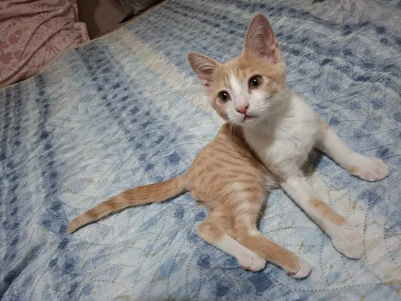 Котёнок в хорошие руки. 4