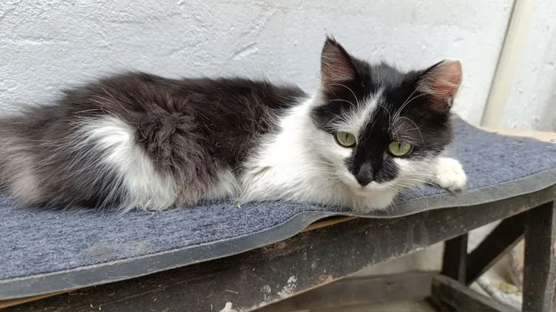 Котенок в добрые руки 2 Котенок в добрые руки 2