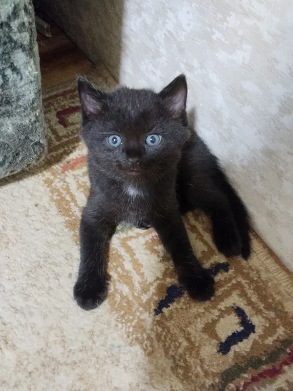 Котята домашние чистые без блох 5