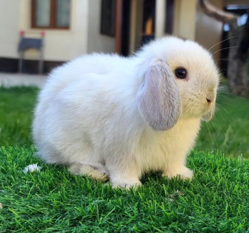 Karlikoviy paroda quyon oq va oq aralahs qora