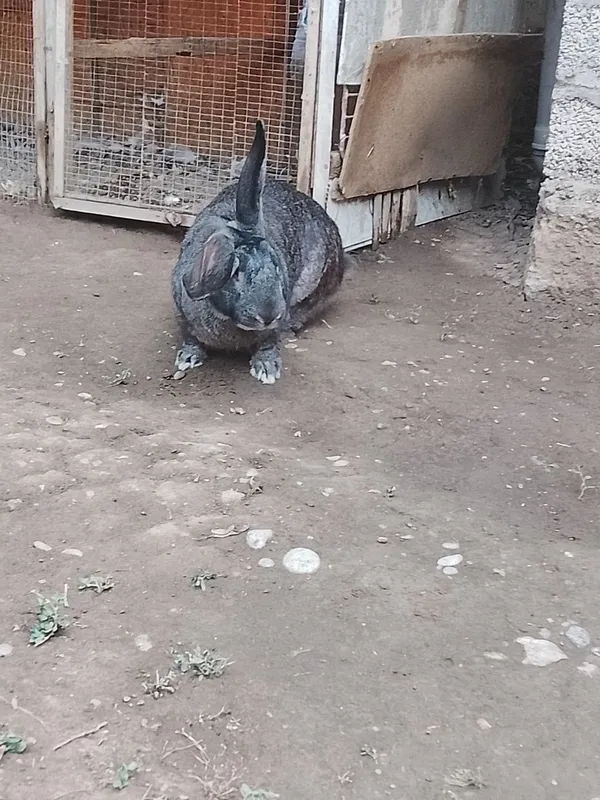 Quyon zotli kurka 3 Quyon zotli kurka 3
