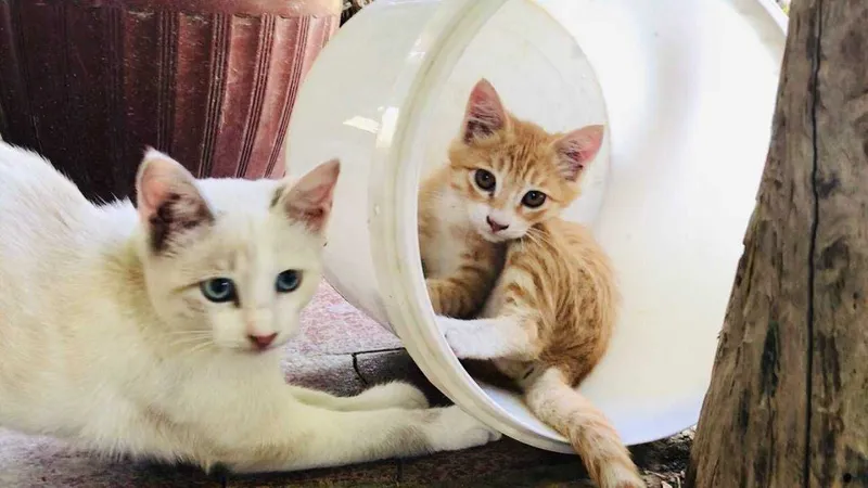 Котик мальчик 3 месяца 2 Котик мальчик 3 месяца 2