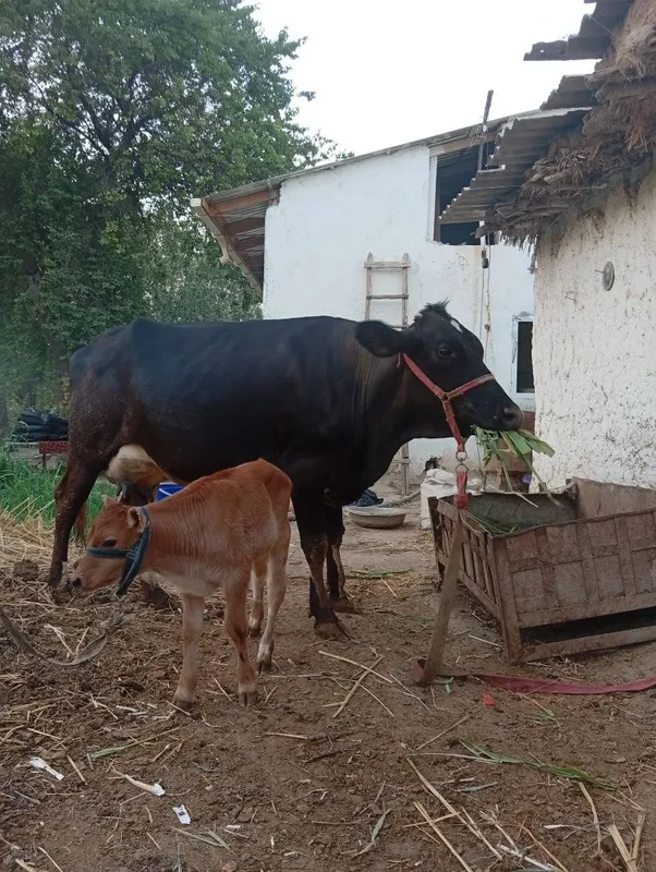 Ona bola parodali sigir 4 Ona bola parodali sigir 4