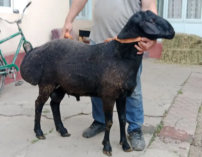 Бараны Кучкар Самец свой продам