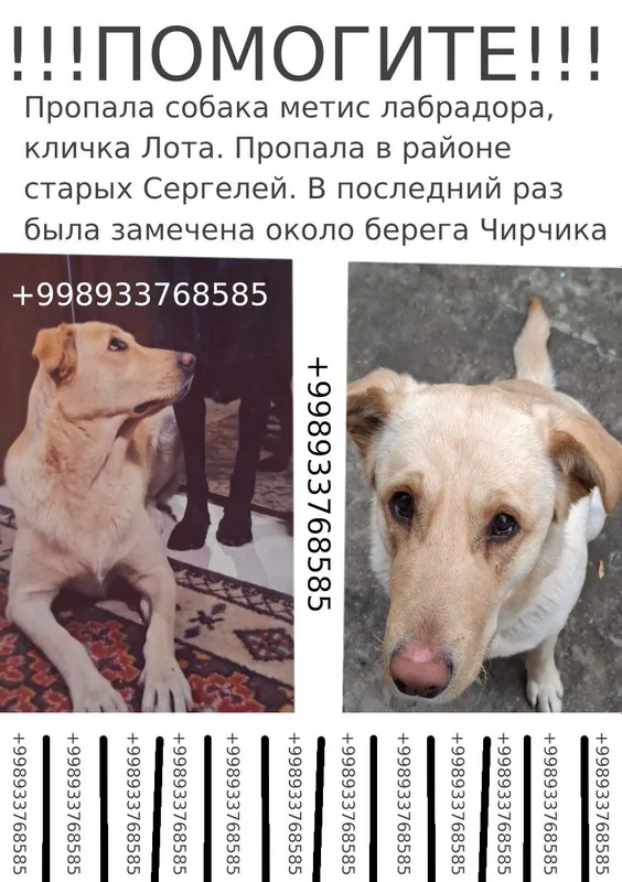 Поопала собака девочка Лота,плохо видит