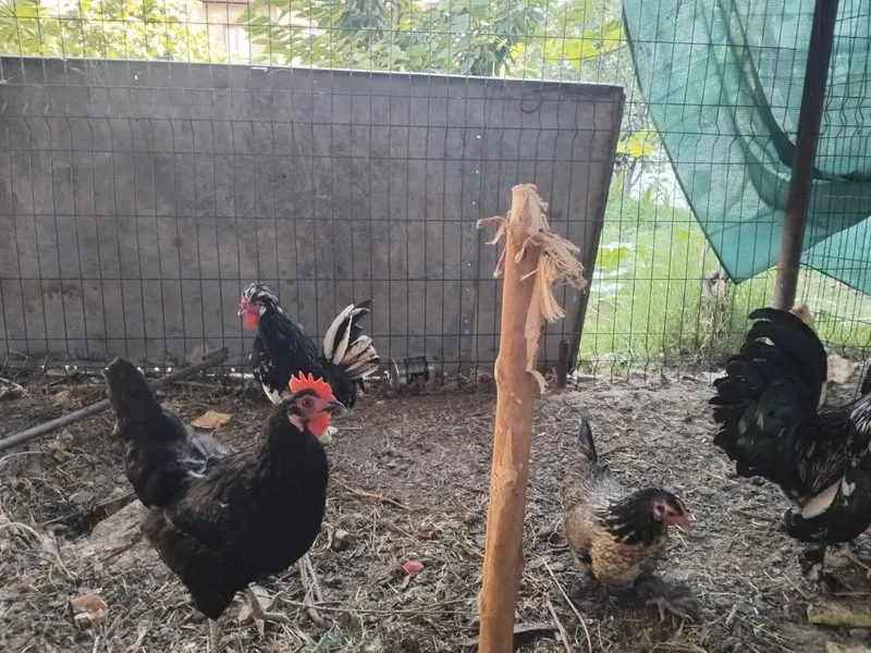 Yaponcha tavuqlar sotiladi Yaponcha tavuqlar sotiladi