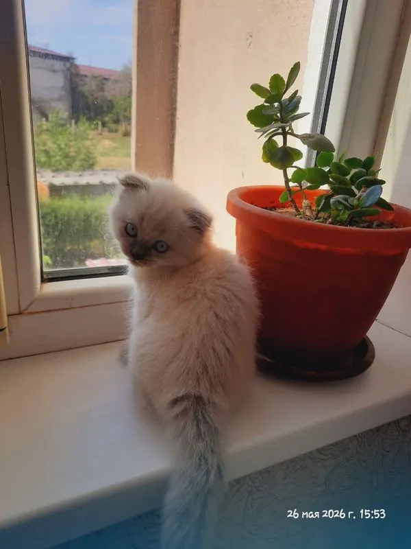 Котятя британские.