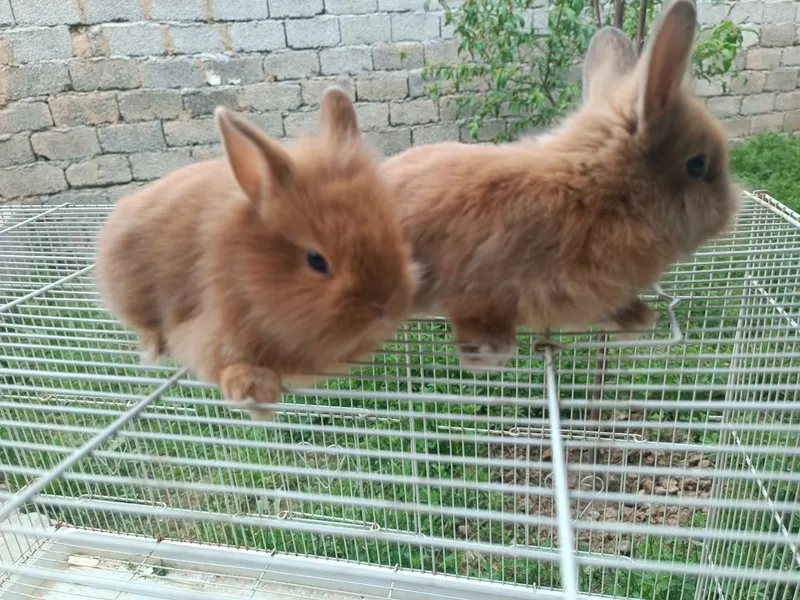 Karlik dekarativniy quyon bollari 1 Karlik dekarativniy quyon bollari 1