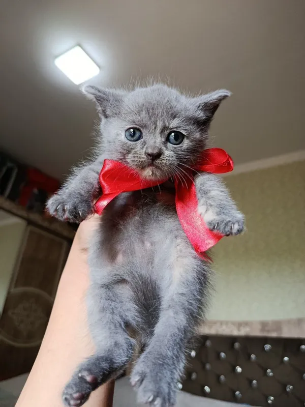 Scottish fold — фото 1 Scottish fold — фото 1