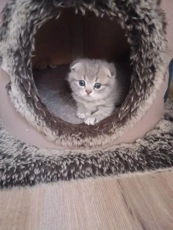 Продаются котята — фото 5