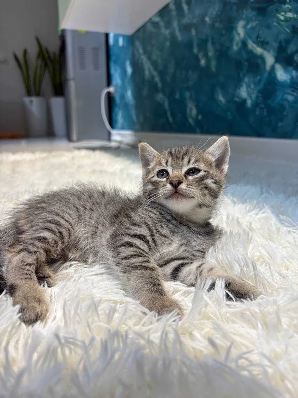 Очаровательные котята в добрые руки! Доставим сами — фото 2