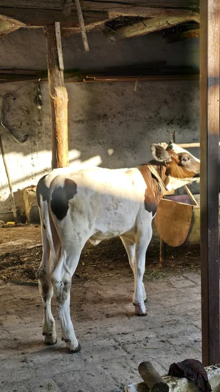 Gunajincha sotiladi 2