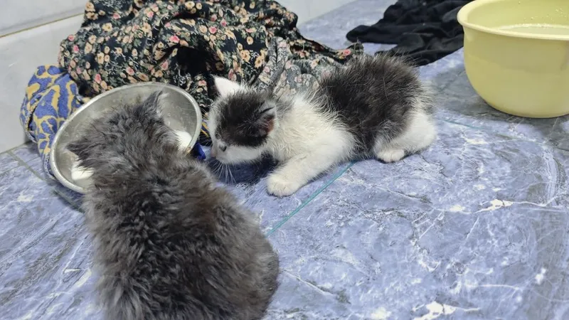 Котёнки в хорошие руки 3