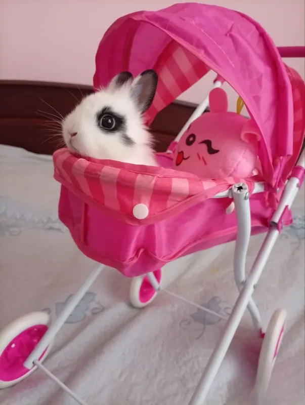 Quyon angora samka 4 Quyon angora samka 4