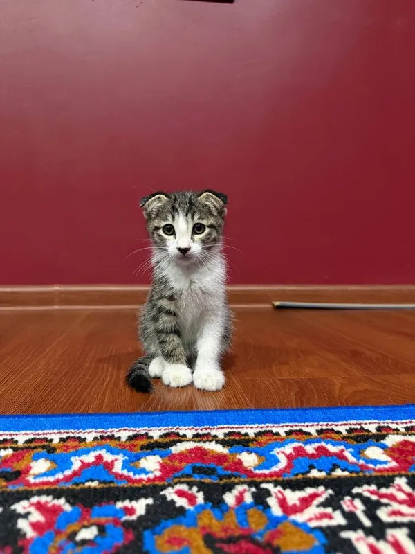 Вислоухие котятя бесплатно 1
