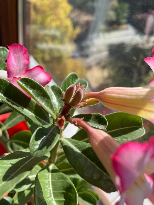 Adenium urugʻlari 1 Adenium urugʻlari 1