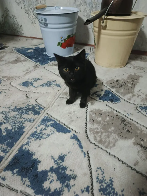 Mushuk zotdor qiz bola