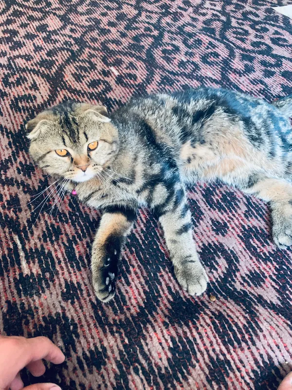 скотиш фолд