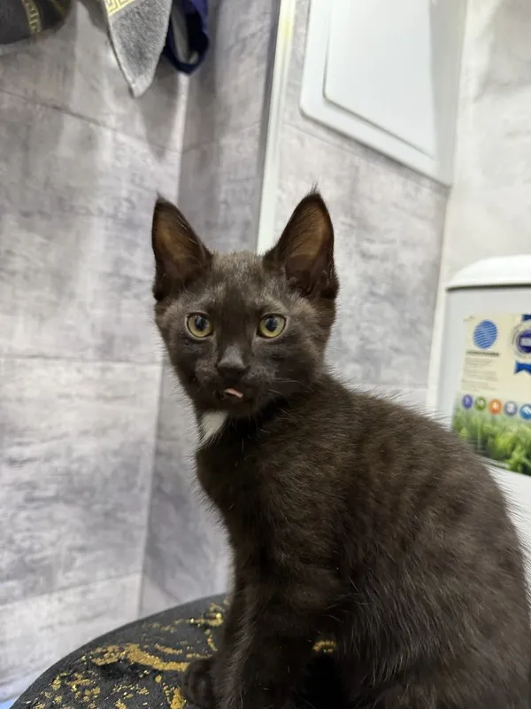 Отдам котят в добрые руки 2 Отдам котят в добрые руки 2